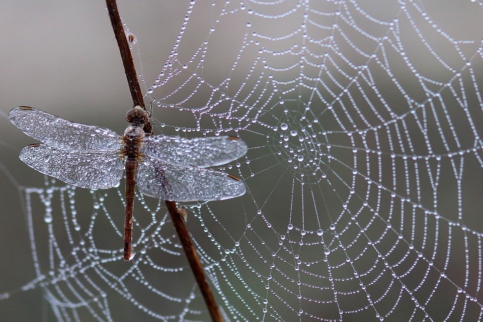 Dragonfly, Dew, Spider Web, Morning, Insect, Dewdrops